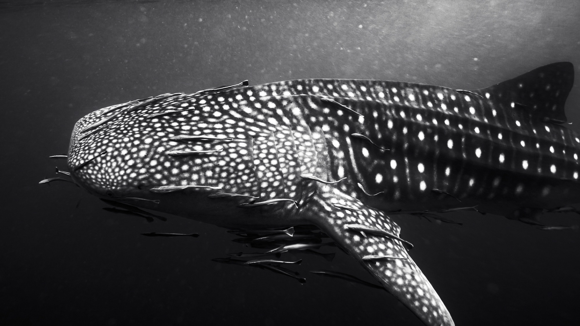 Tiburón ballena